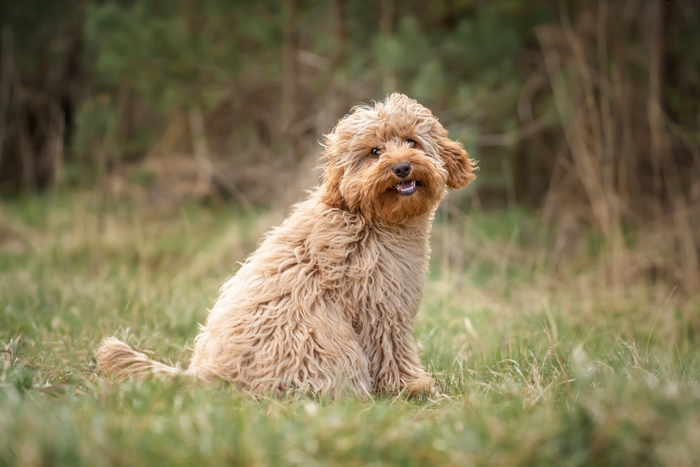 cavapoo or cavoodle